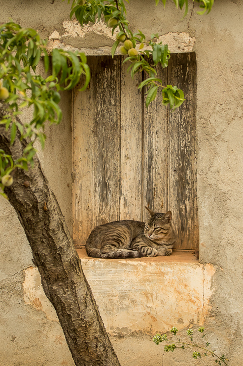 Cat in window 7186